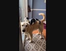 ホモと見る　ベストフレンドな子猫とワンコ
