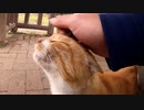 後に付いてくるぼっちなおっさんに納得がいかない猫【野良猫】【感動猫】
