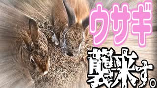 【大久野島】ウサギの住む島で戯れたい。【ゆっくり旅行】