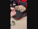 【#short】寝ている子猫の前でご飯を出してみた。