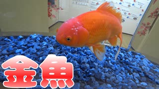 マリーナホップの金魚展に行ってきました～！！！
