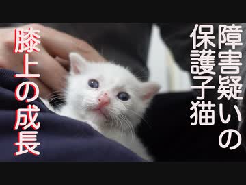 脳障害疑いの保護子猫、預かり2週間の膝上の成長
