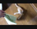 今日も激しいにゃ