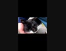 元野良猫、今は保護されて幸せに暮らす#Shorts【野良猫】【感動猫】