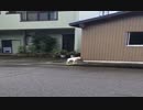 4手拳って鳴く犬
