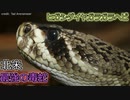 ヒガシダイヤガラガラヘビ【ゆっくり解説】