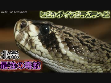 ヒガシダイヤガラガラヘビ【ゆっくり解説】