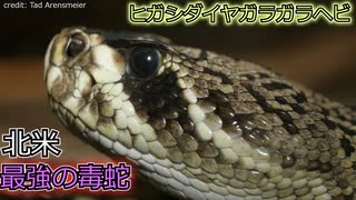 ヒガシダイヤガラガラヘビ【ゆっくり解説】