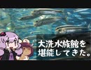 大洗水族館を堪能してきた　～大洗編～【VOICEROID旅行】