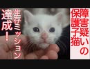 脳障害疑いの保護子猫、生存ミッションを達成する