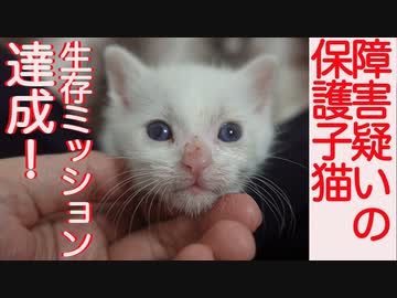 脳障害疑いの保護子猫、生存ミッションを達成する