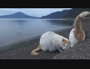 ある日の桜島（その３１１）＜すっきりしない天気の「なぎさ公園あいら」の海と桜島＞