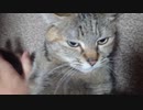 拾いねこ＠生後3498/3465日目　アコツキドアップ動画。