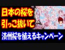 【韓国の反応】 日本の 桜を 抜いて 済州の 王桜を 植えよう キャンペーンが始まる！ これは酷い！