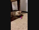 【#short】正面から突撃してくるスノーベンガルの子猫。