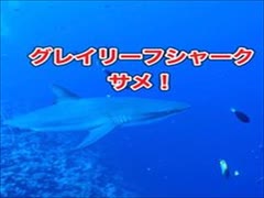 グレイリーフシャーク・パラオダイビング