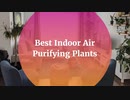 Best_Indoor_Air_Purifying_Plants