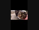 過去に大ケガをしたキジトラ猫が今は穏やかに暮らしている#Shorts【野良猫】【感動猫】