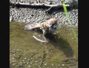 スズメの水浴び