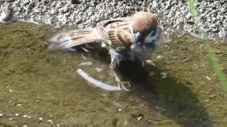 スズメの水浴び