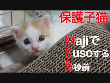 保護子猫、MajiでKusoする5秒前（MK5）