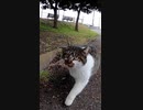 地域猫の自由な暮らしと理不尽な現実#Shorts【野良猫】【感動猫】