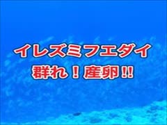 イレズミフエダイ・パラオダイビング