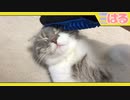 クッソ気持ちぃことをしてほしい子猫【召喚獣はる】