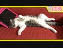 クッソへとへとな子猫【召喚獣はる】