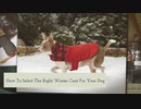 Waterproof Dog Suit With Legs