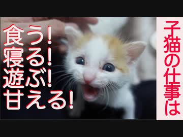 凸凹保護子猫3兄弟、食う寝る遊ぶの先へと育つ