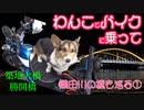わんこ（嫁：コーギー）とバイク（モンキー１２５）に乗って、隅田川に架かる橋（築地大橋、勝鬨橋）を見に行く。ライトアップされた橋や東京タワーも鑑賞する。
