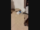 【#short】ダンベルに夢中になりすぎてしまったスノーベンガルの子猫。