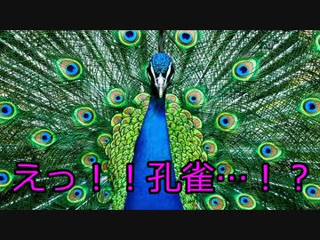 【新クトゥルフ神話TRPG】残光の島　part3【ゆっくりTRPG】