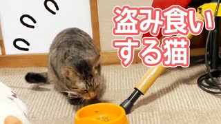 盗み食いする猫