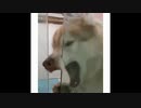 世界の衝撃的映像集Part33