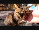 青い海と空が広がる釣りスポットで虐げられる猫達【野良猫】【感動猫】
