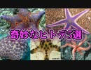奇妙なヒトデ5選【ゆっくり解説】