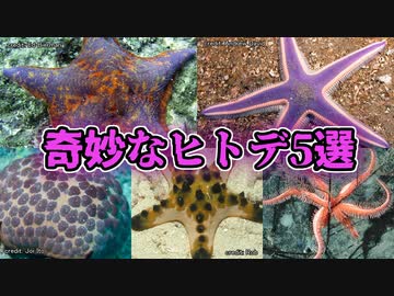 奇妙なヒトデ5選【ゆっくり解説】