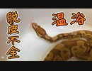 脱皮不全になってしまったボールパイソン