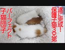保護子猫3兄弟、ほぼ完璧な子猫団子を完成させる