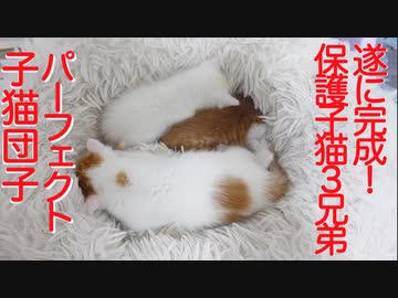 保護子猫3兄弟、ほぼ完璧な子猫団子を完成させる
