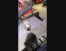 ホモと見る　腹筋を始める猫