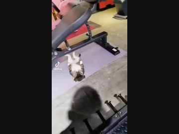 ホモと見る　腹筋を始める猫