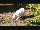 【お宝を発見！？】ここ掘れニャンコ♫