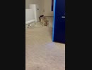 【#short】カーペットの下に入った猫砂を必死に探す子猫。