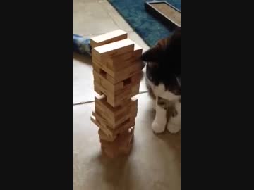 ホモとみる ジェンガで遊ぶぬこ