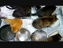 今週のおやつ（本隊）【蒼民家の猫々】
