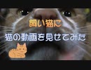飼い猫に、猫の動画を見せてみた。～I showed my cat a video of another cat uploaded to Youtube.～