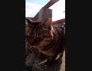 怒ったりゴロゴロとしたり忙しい猫#Shorts【野良猫】【感動猫】